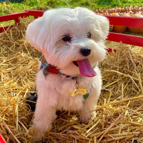 Meet Your Posher🖤 - Picture 10 of 11